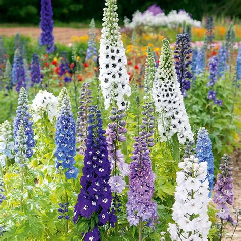 Enhancing Your Landscape with Magic Fountains Mix Delphiniums
